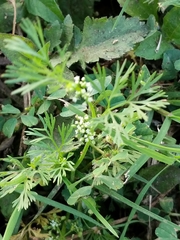 Ammoselinum