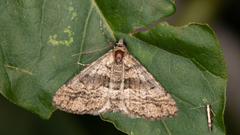 Lipogya eutheta