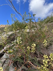 Astragalus deanei
