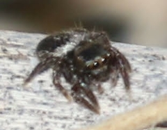 Habronattus klauseri