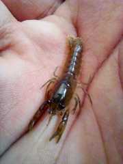 Cambarellus montezumae