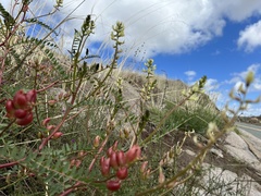 Astragalus deanei