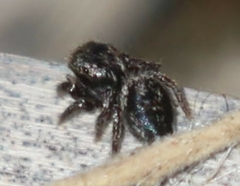 Habronattus klauseri