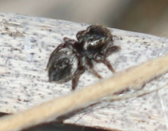 Habronattus klauseri