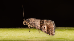 Ozarba punctigera