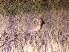 Sylvilagus floridanus