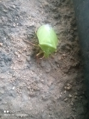 Chlorocoris distinctus