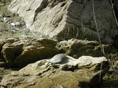 Trachemys decussata