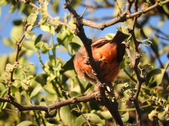 Pyrocephalus rubinus