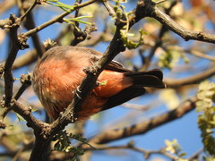 Pyrocephalus rubinus