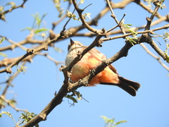 Pyrocephalus rubinus