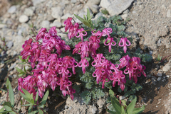 Dicentra peregrina