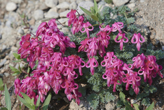 Dicentra peregrina