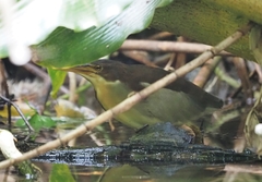 Ixobrychus eurhythmus