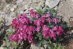 Dicentra peregrina
