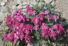 Dicentra peregrina