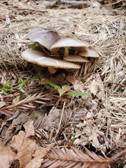 Bolbitius coprophilus