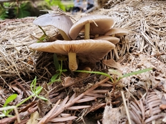 Bolbitius coprophilus