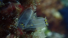 Rhopalaea