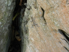 Anolis lucius