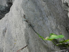 Anolis lucius