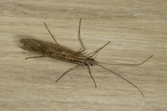 Glyphopsyche irrorata