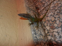 Anolis