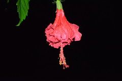 Hibiscus × archeri