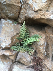 Asplenium bradleyi
