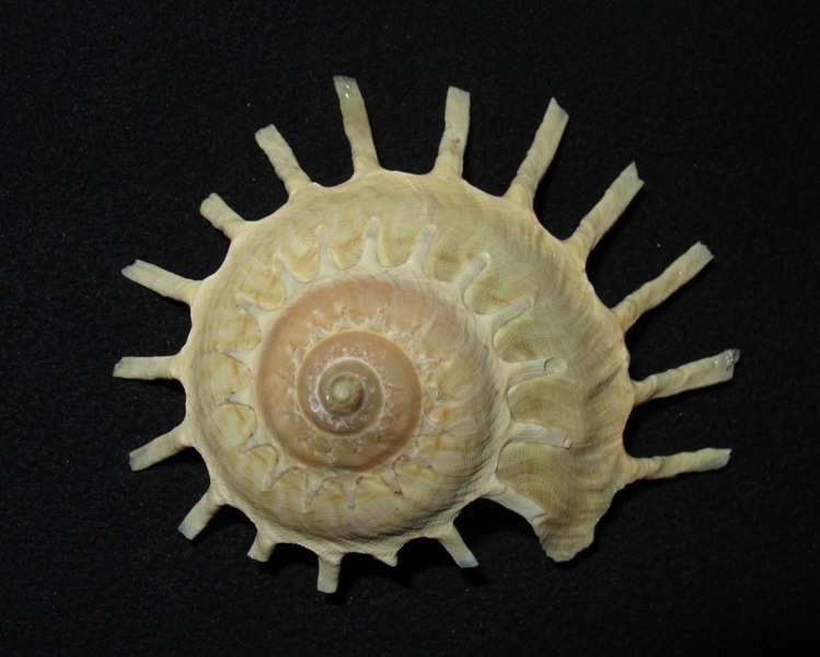 Sunburst Carrier Shell from Sikka, IDNT, ID on October 3, 2011 at 07
