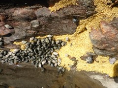 Ocenebrinae