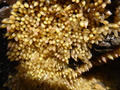 Ocenebrinae