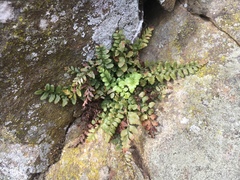 Asplenium bradleyi