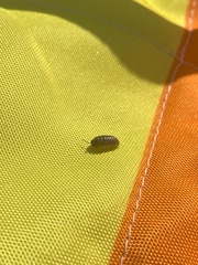 Armadillidium vulgare