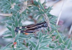Macrotona australis