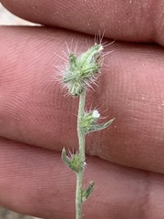 Cryptantha nevadensis