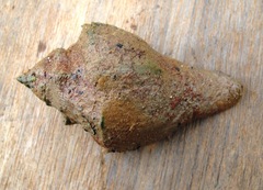Pugilina