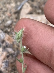 Cryptantha nevadensis