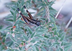 Macrotona australis