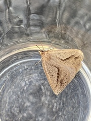 Psilaspilates signistriata