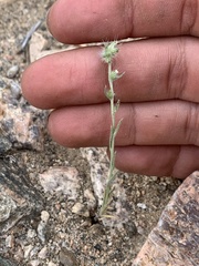 Cryptantha nevadensis