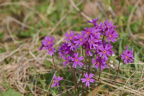 Wedge-leaf Primrose