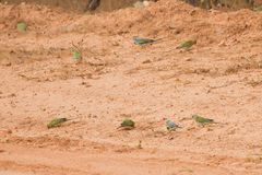 Psephotus chrysopterygius