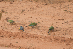 Psephotus chrysopterygius