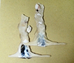 Malleus albus