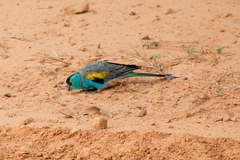 Psephotus chrysopterygius