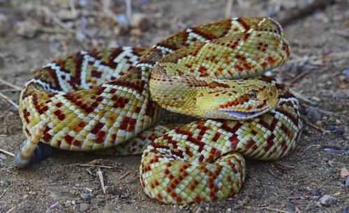 Basilisk Rattlesnake (Crotalus basiliscus)