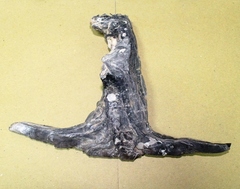 Malleus malleus
