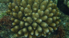 Acropora gemmifera