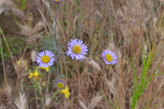 Erigeron breweri ensenadensis